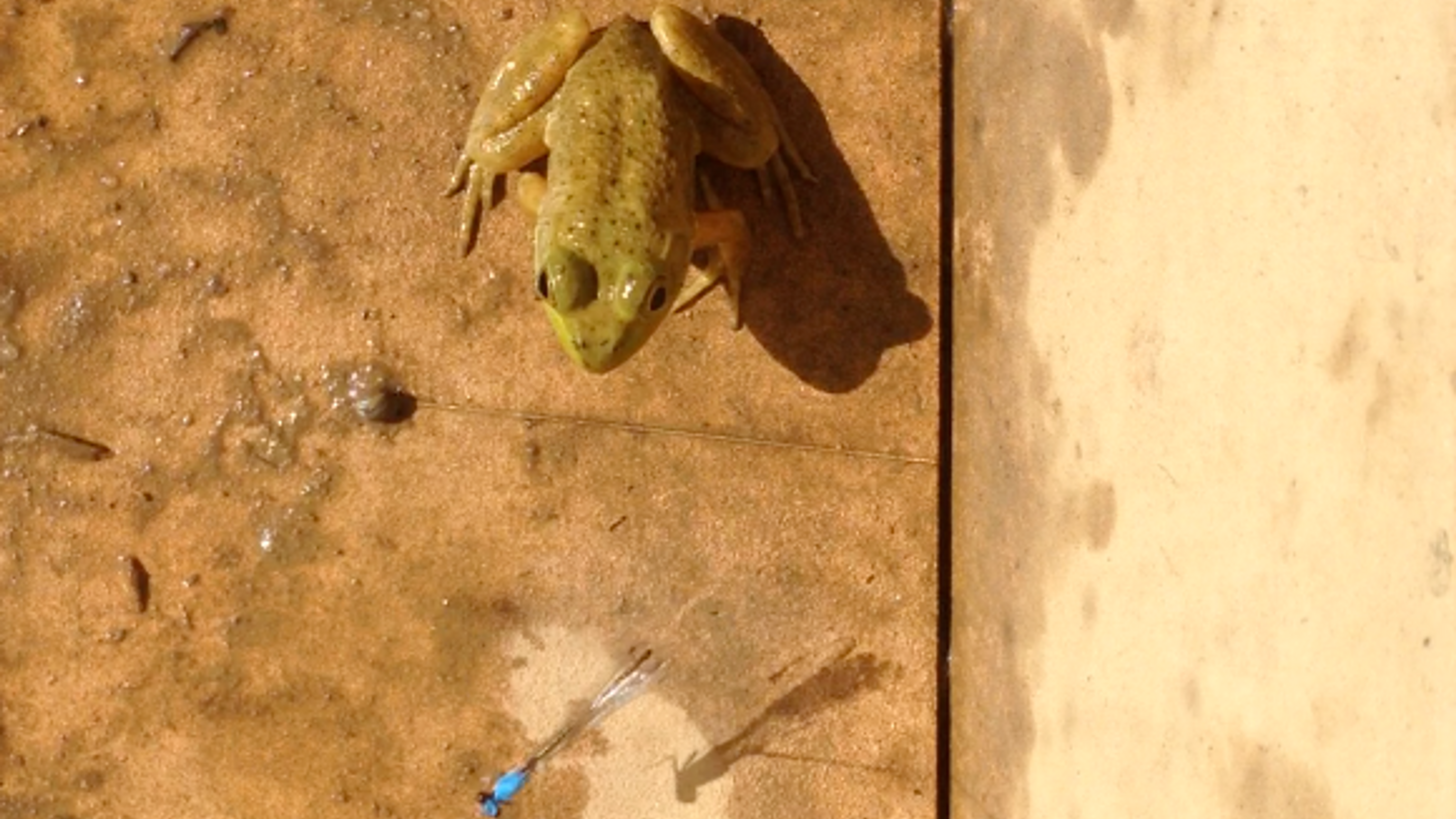 Predation Experiments
